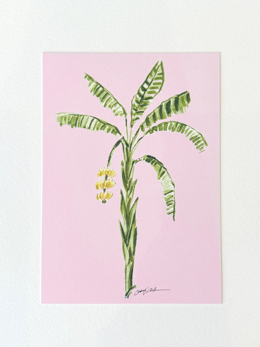 Pink Banana Tree
