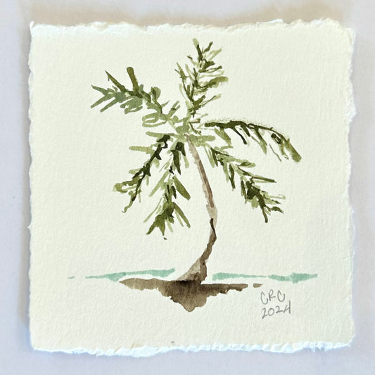 mini palm tree no.1