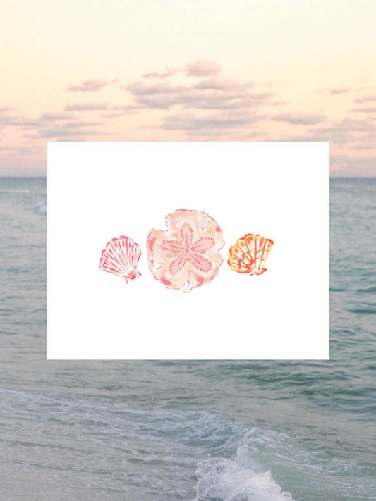 Shells No.1